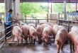 Pig farmers lose as price-dive hits two-year low