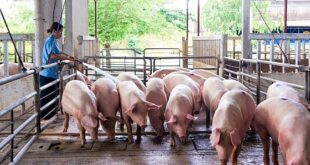 Pig farmers lose as price-dive hits two-year low