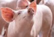 Pigs prices spike as fever, fluctuations cut supply