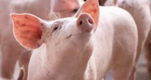 Pigs prices spike as fever, fluctuations cut supply