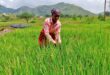 India imposes major rice export ban, triggering inflation fears