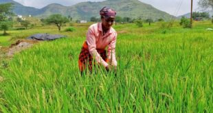 India imposes major rice export ban, triggering inflation fears