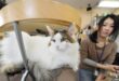 Hurt felines: Japanese app aims to detect cat pain