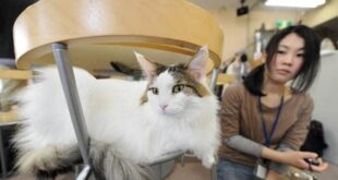 Hurt felines: Japanese app aims to detect cat pain