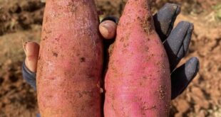 Sweet potato, chili exports to China skyrocket