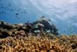 UNESCO welcomes $2.9B Australian investment in Great Barrier Reef