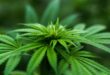 Japan to legalize cannabis-based medicines
