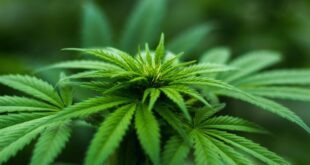 Japan to legalize cannabis-based medicines