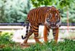 Malaysia trapping tigers after three people killed