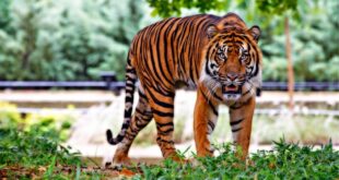 Malaysia trapping tigers after three people killed