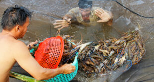 Shrimp prices plummet on stubbornly low global demand