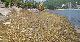 Water hyacinth brought by ocean overruns Vung Tau beach