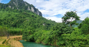 Carbon credit sales fetches Vietnam $51.5M