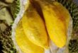 Durian fruit takes role in 'A Tourist's Guide to Love'