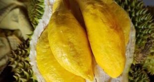 Durian fruit takes role in 'A Tourist's Guide to Love'