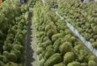Agro-forestry-aquatic products post trade surplus of $4.63B in H1