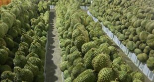 Chinese increased demand boosts Vietnam's durian exports