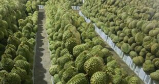 Japan destroys five tons of durian, chili from Vietnam