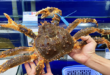 King crab prices skyrocket as supply dries up
