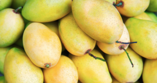 Vietnam ranks third in exporting mango to S Korea