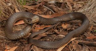 Poisonous snake stops play at Australia tennis tournament