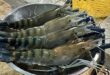 Low demand halves giant freshwater prawn prices