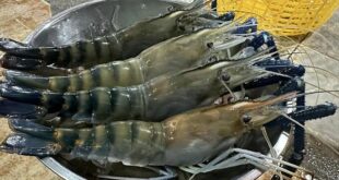 Low demand halves giant freshwater prawn prices