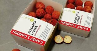 Vietnamese seedless lychees now available in UK market