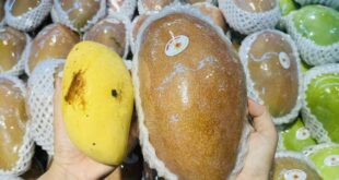Cheap Mekong Delta mangoes flood HCMC