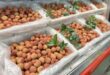 US supermarkets sell fresh lychee from Vietnam for first time