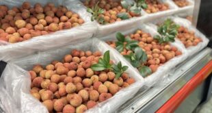 US supermarkets sell fresh lychee from Vietnam for first time