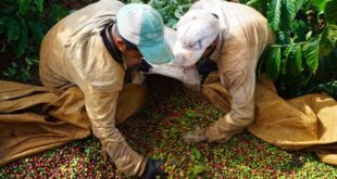 Farmers profit on record coffee bean prices