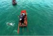 Quảng Ninh: Dolphins, whales spotted multiple times around Cô Tô island