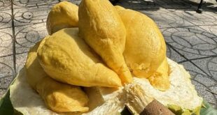 Durian price hits $40 per fruit as Chinese demand surges