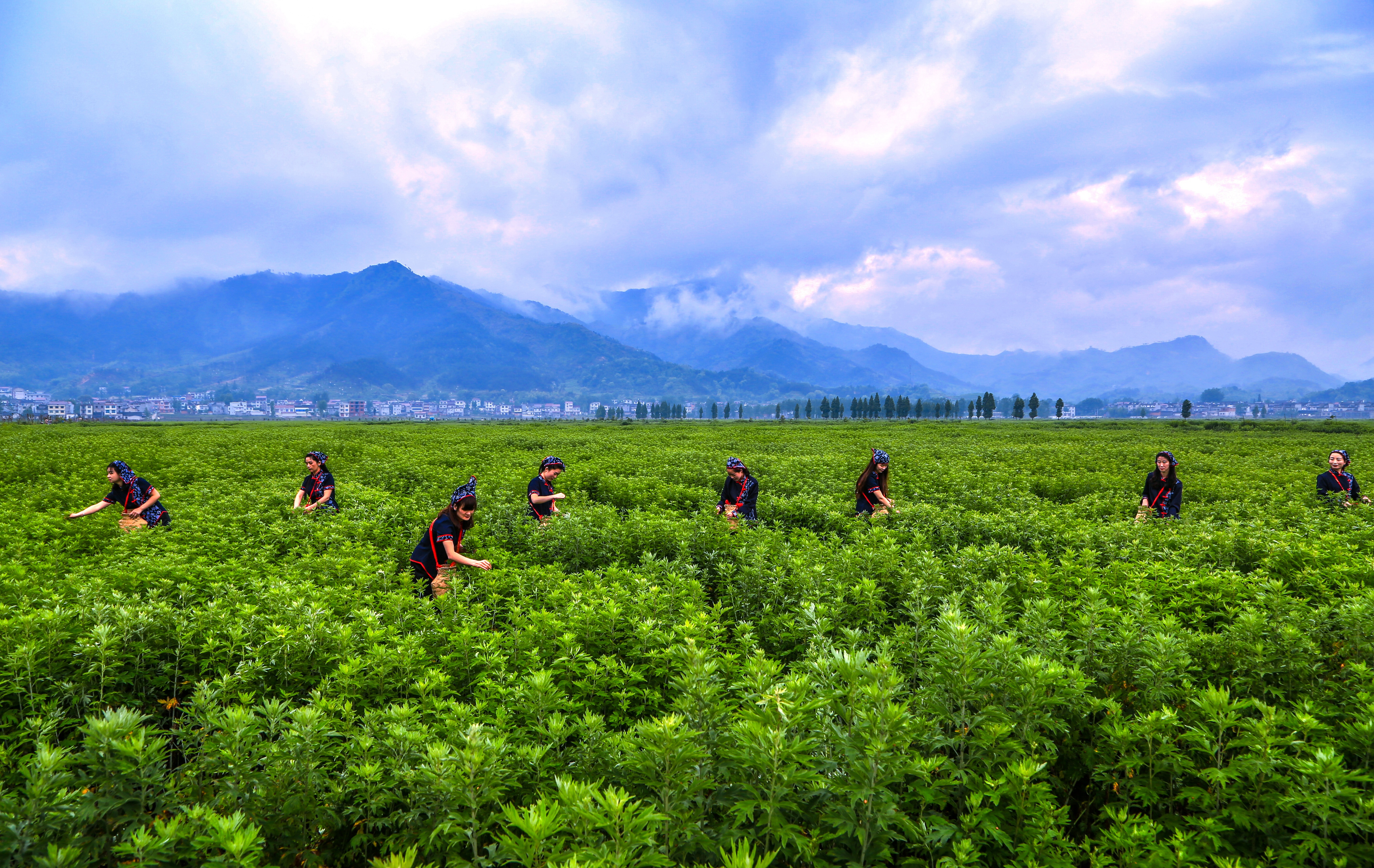 The farmers of Qichun are picking Qiai leaves