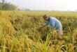 Heavy rains damage rice crop in Mekong Delta