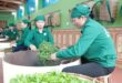 Tân Cương tea cultivation – a living heritage