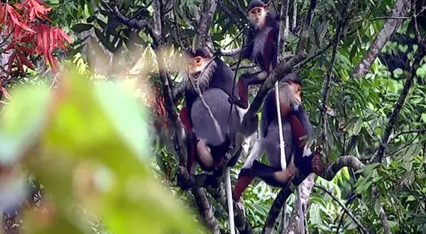 Over VNĐ6 billion to spend for white-cheeked gibbon conservation in Quảng Bình