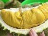 Durian rated among Southeast Asia’s best fruits
