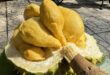 Quiz: Which Vietnamese durian variety is among Southeast Asia’s best fruits?